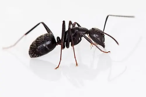 ant infestation in vaughan