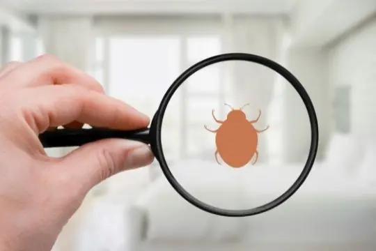 bed bug inspection vaughan