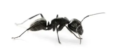 carpenter ant pest control vaughan