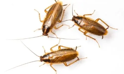 cockroach infestation vaughan