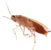 german cockroach control vaughan