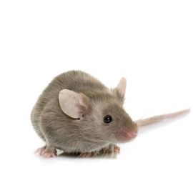 mouse exterminator vaughan