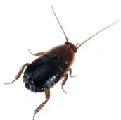 oriental cockroach control vaughan