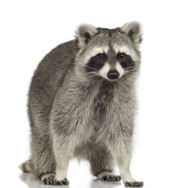 raccoon removal vaughan