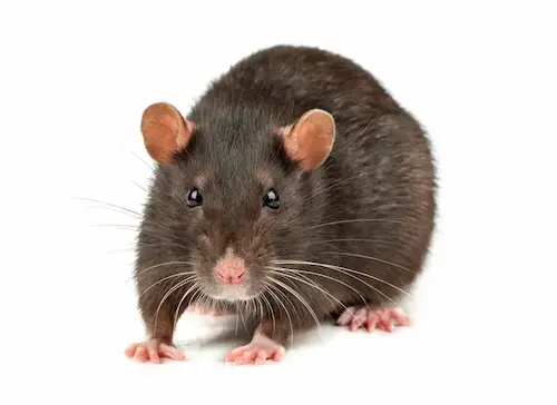 rat infestation vaughan