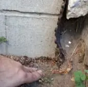 rat inspection vaughan