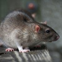 rats control vaughan