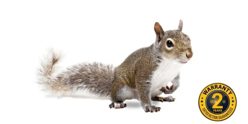 squirrel control vaughan