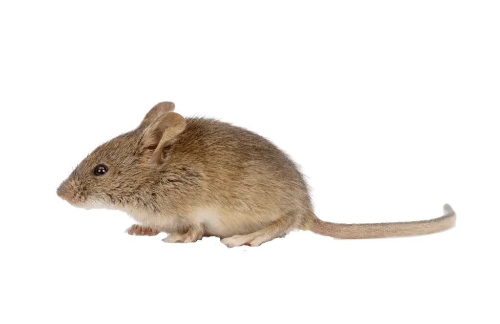 what you need to know about mice