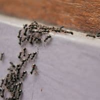 ant exterminator services in vaughan