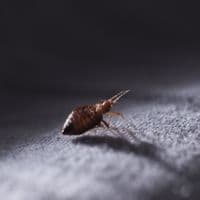 bed bug exterminator vaughan