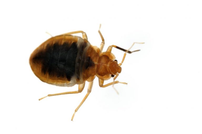 bed bug exterminator vaughan