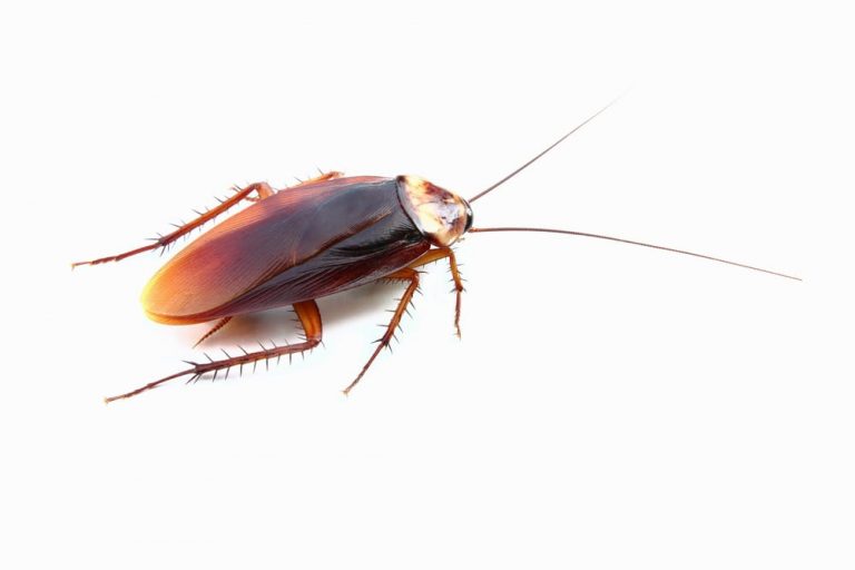 cockroach control vaughan
