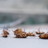 cockroach exterminator vaughan