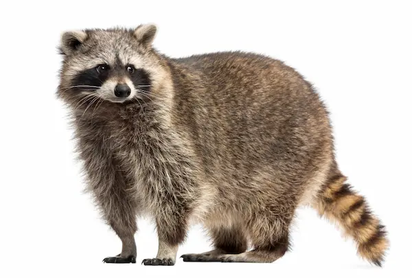 raccoon removal services in vaughan