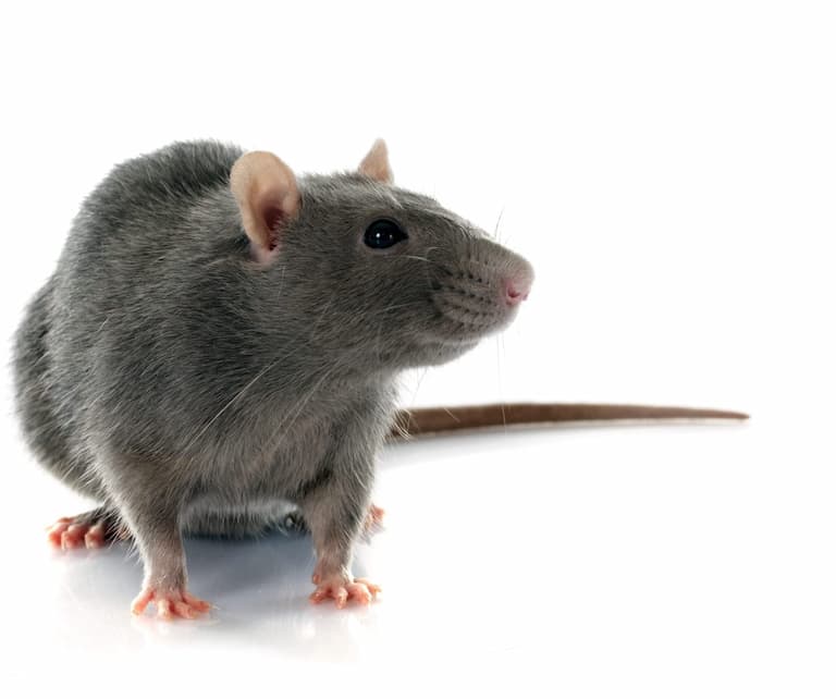rat control vaughan