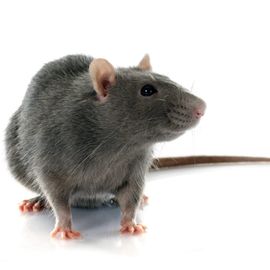 rat exterminator vaughan