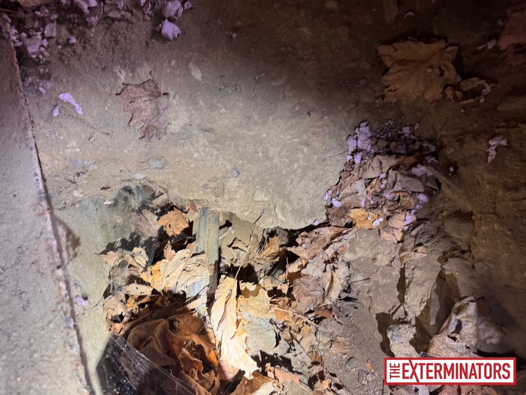 vaughan crawlspace gap opening inspection 06 vaughan crawlspace gap opening inspection 06