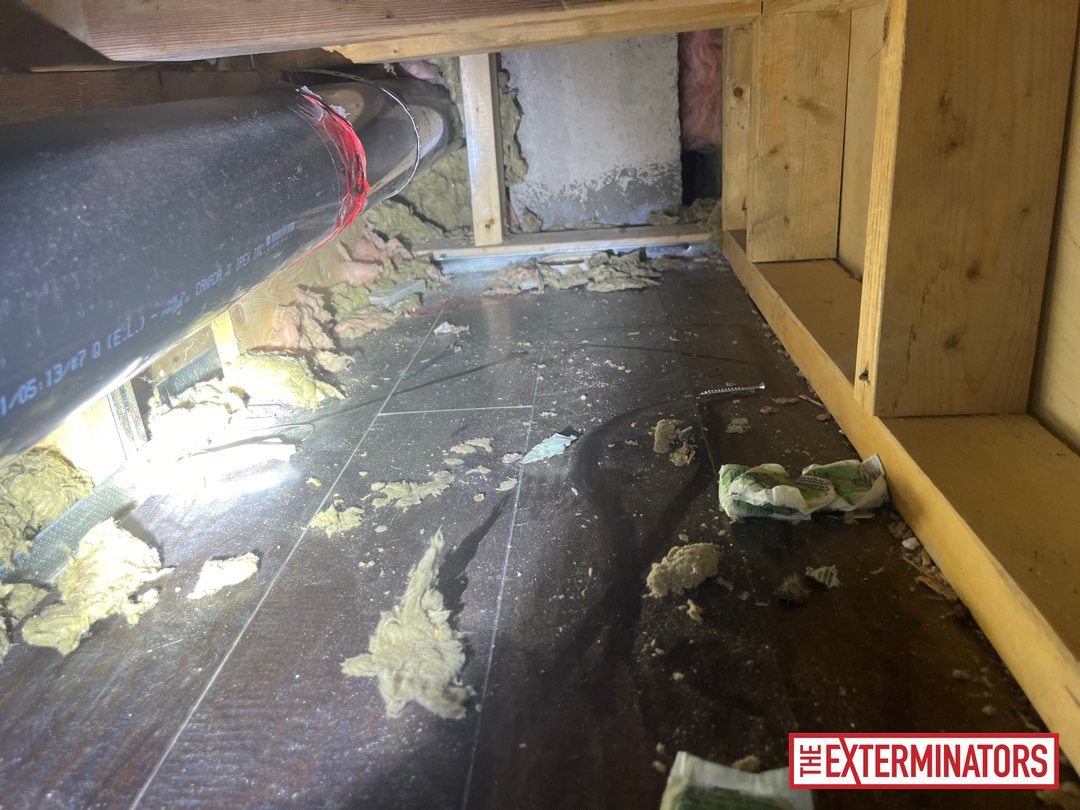 vaughan crawlspace insulation disturbed inspection 03