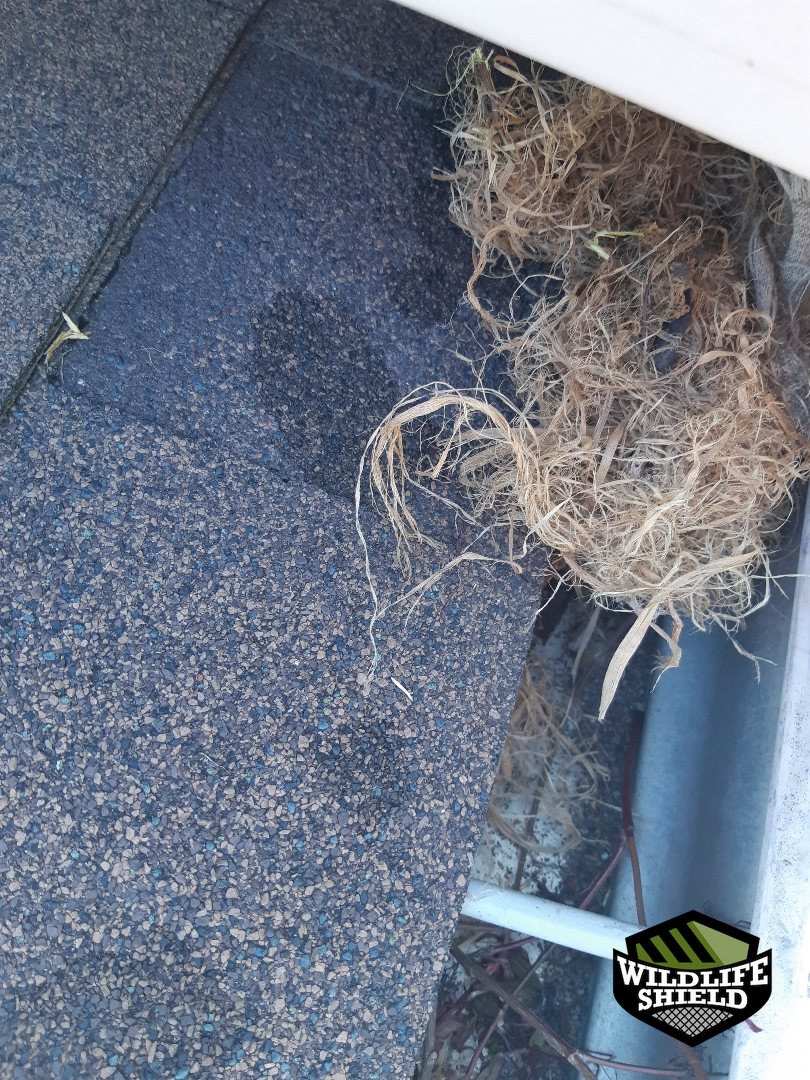 vaughan eave nest material inspection 01 vaughan eave nest material inspection 01