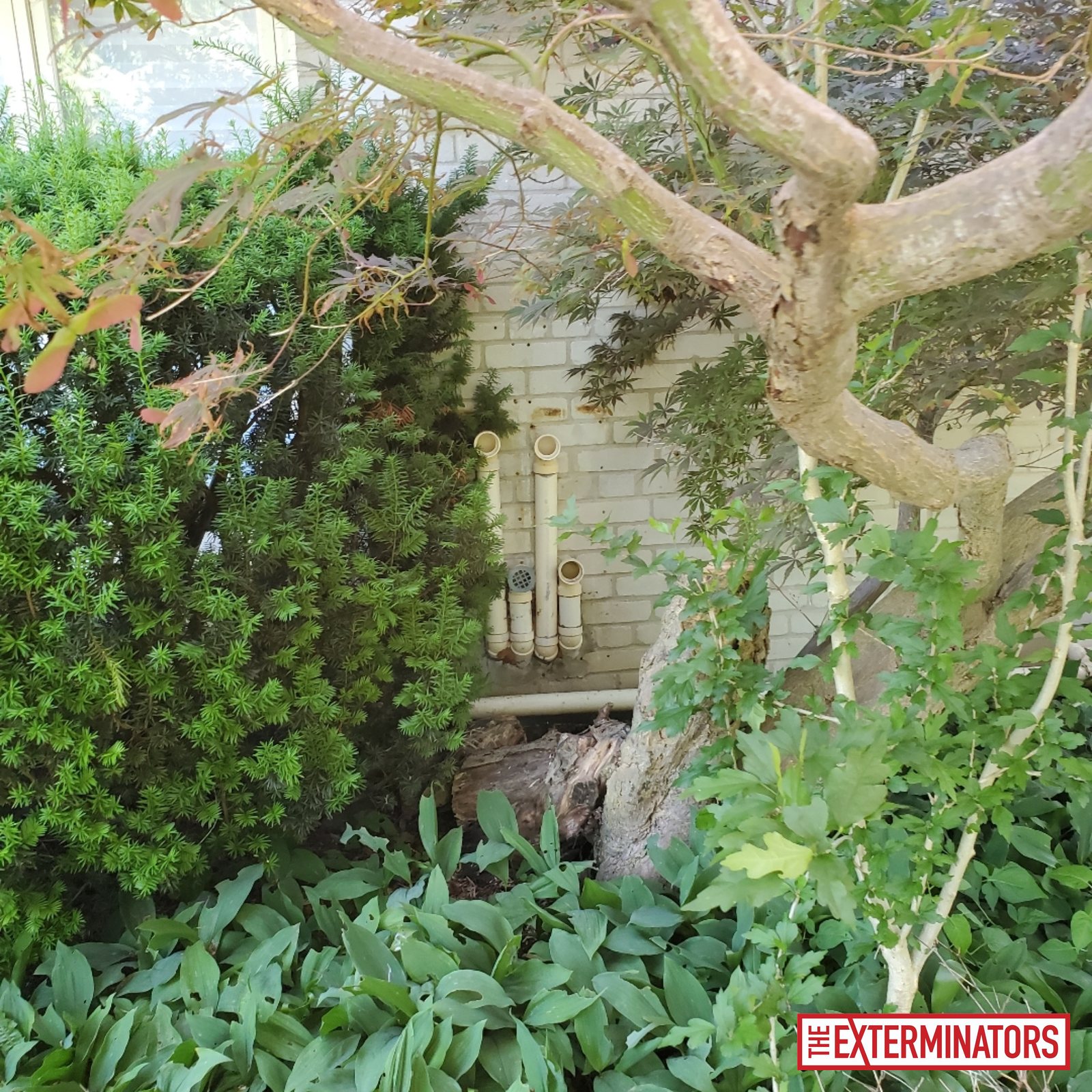 vaughan exterior plumbing vent inspection 03 vaughan exterior plumbing vent inspection 03