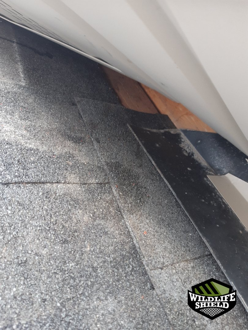 vaughan roof gap opening inspection 04 vaughan roof gap opening inspection 04