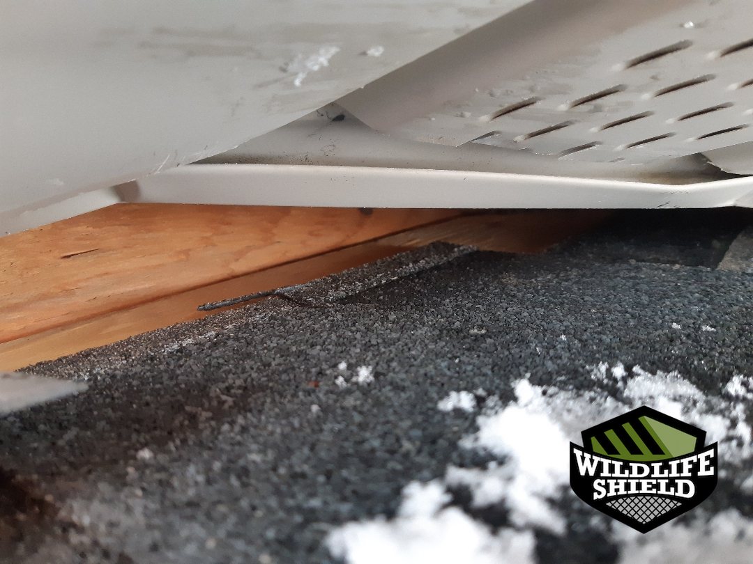 vaughan roof gap opening inspection 06 vaughan roof gap opening inspection 06