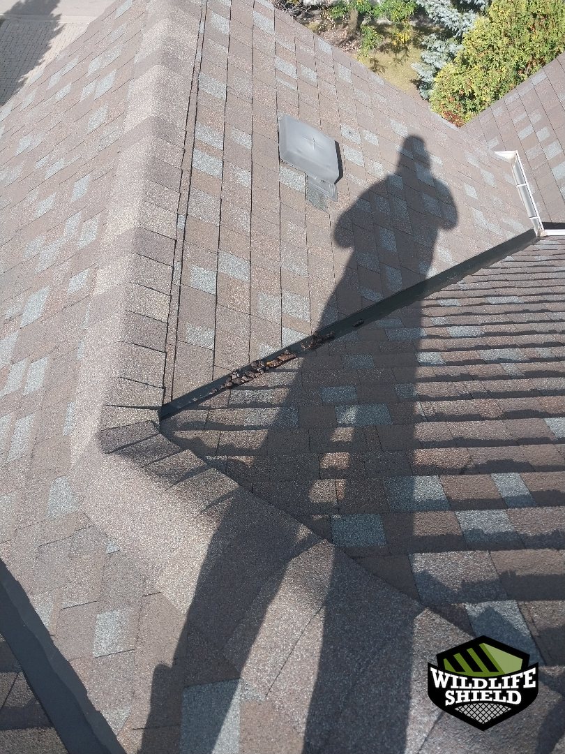 vaughan roof overview inspection 04 vaughan roof overview inspection 04
