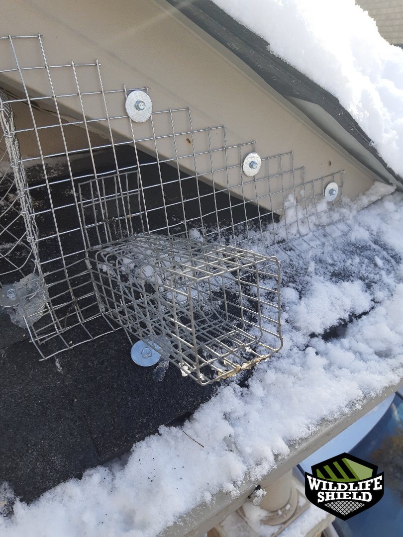 vaughan roof screening install 03 vaughan roof screening install 03