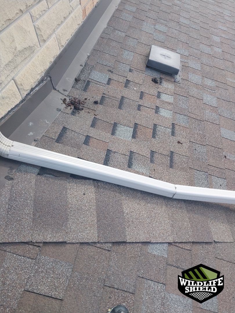 vaughan roof staining inspection 05 vaughan roof staining inspection 05