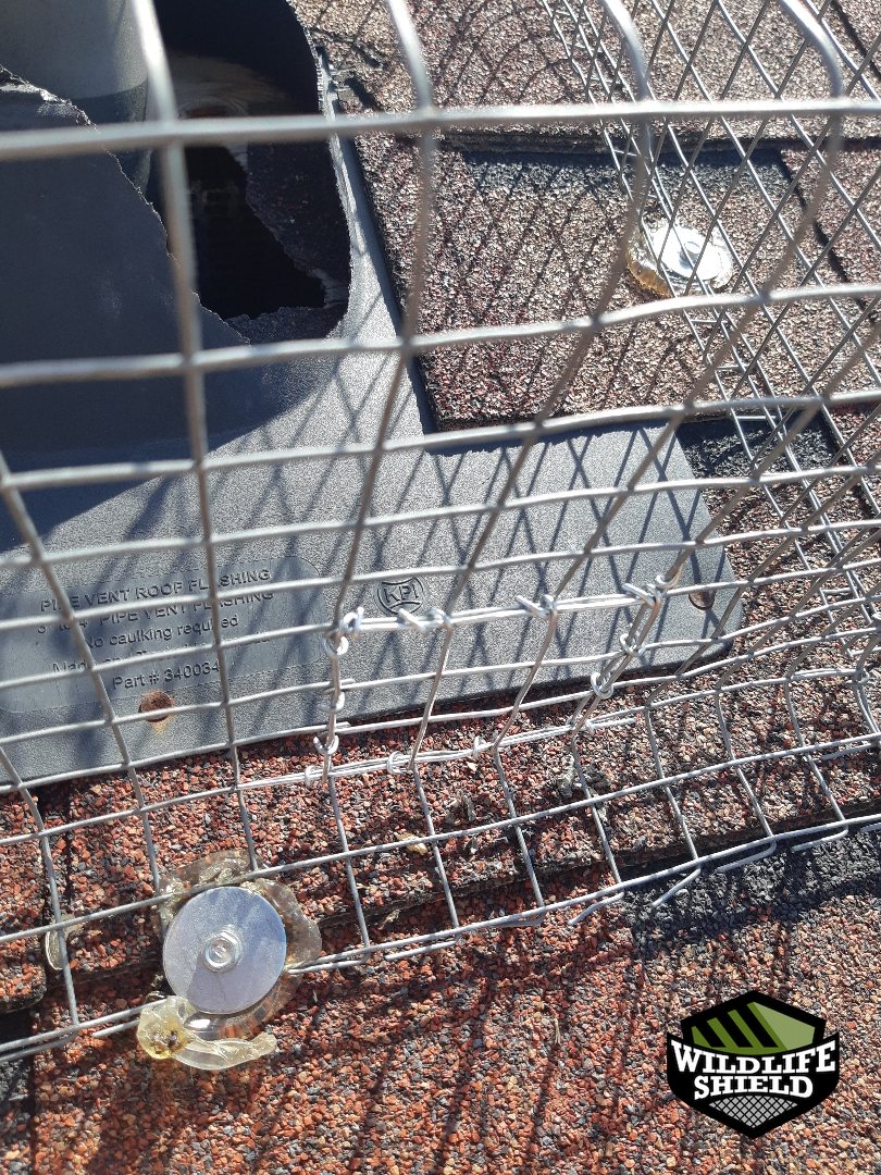 vaughan roof vent screening after 05 vaughan roof vent screening after 05